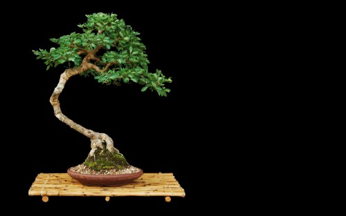 trees_bonsai_black_background_2560x1600.jpg