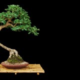 trees_bonsai_black_background_2560x1600